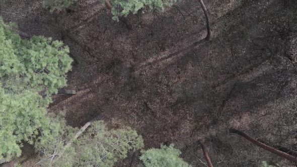 Vertical Video of Green Pine Forest By Day Aerial View