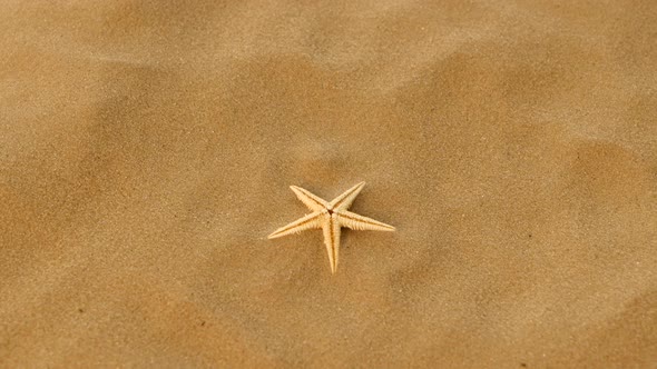 Small Real Starfish on Sand, Rotation