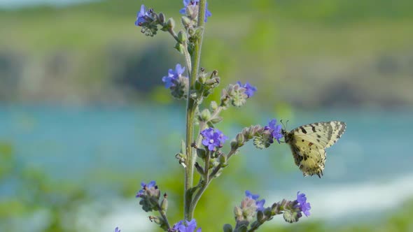 Butterfly on the purple flower