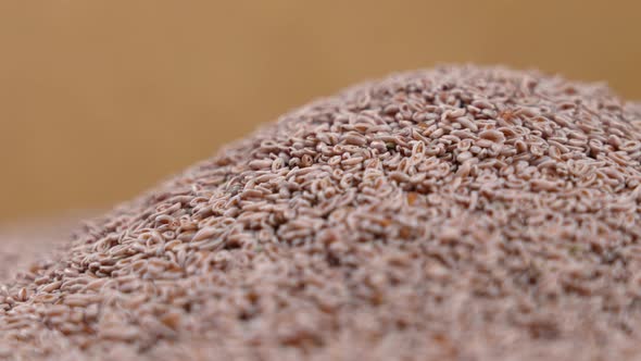 Psyllium Seeds or Ayurveda Autentico Isabgol Close up