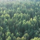 Drone flight above  Forest - VideoHive Item for Sale