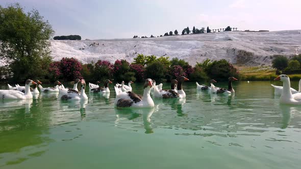 Close up panning shot of ducks in water. Lots of ducks swimming in the pond in Pamukkale, Denizli, T