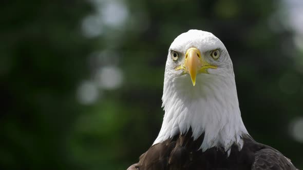 bald eagle looks at you slow motion closeup 4k