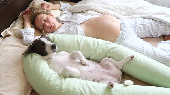 Pregnant Woman And Dog Sleeping In Bed With Maternity Pillow In Bedroom