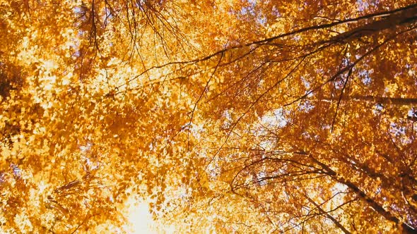 Autumn Trees Pattern