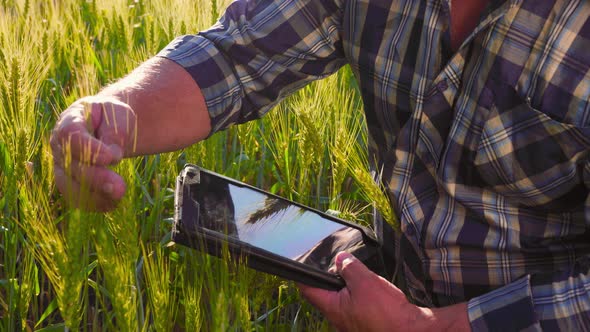 Close Up Senior Farmer Hands Checking Cereal Crops with Tablet