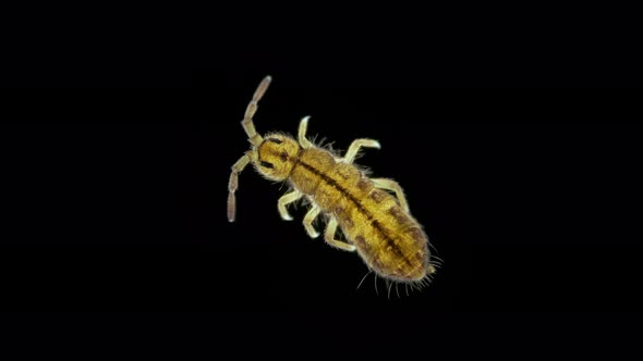 Collembola insect under the microscope, Order Entomobryomorpha, family Isotomidae