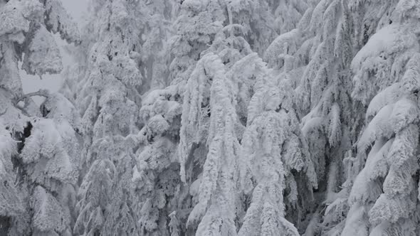 Evergreen Trees Covered in White Snow During a Snowy Winter Season Day