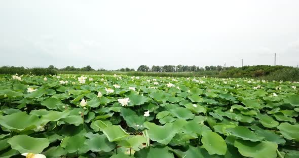 Top Down View of Lake of Lotuses. Pink Lotuses in the Water, Aerial View.