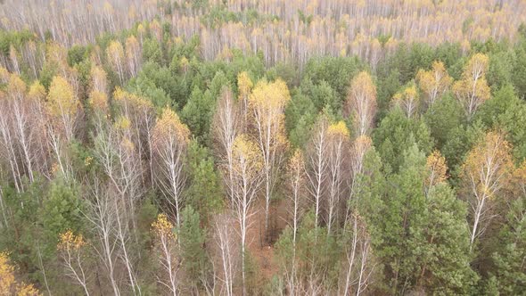 Trees in the Autumn Forest in the Afternoon