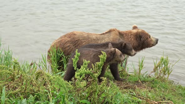 Female Brown Bear and Her Cubs