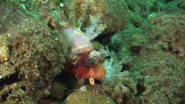 Lionfish hiding in between rocks.