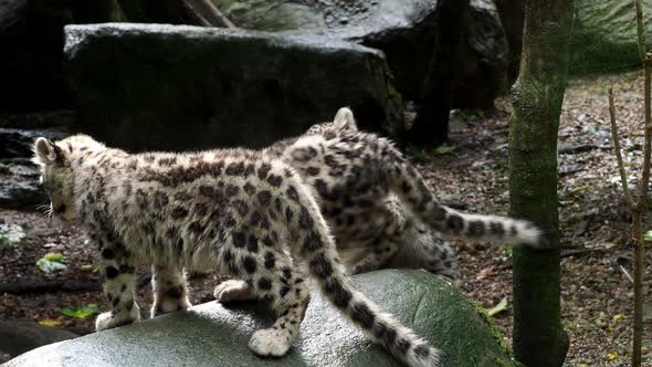 Snow leopard with young kittens (Panthera uncia)