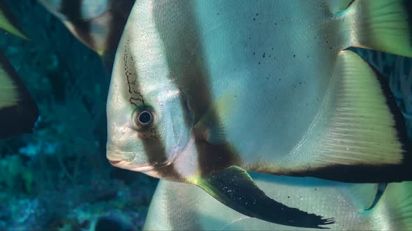 Face of Platax Batfish super close up in front of camera