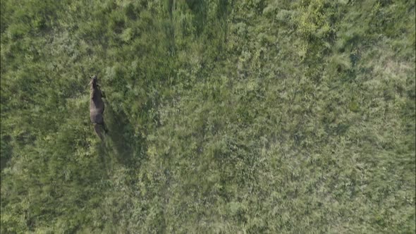 Wild Horses Running Wild Mustangs Run on the Green Grass