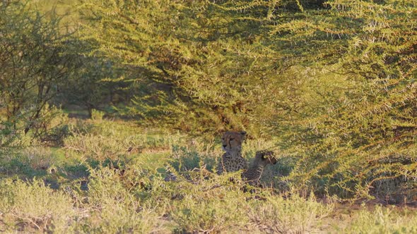 Cheetah hiding under a green vegetation with her cubs. Kalahari desert