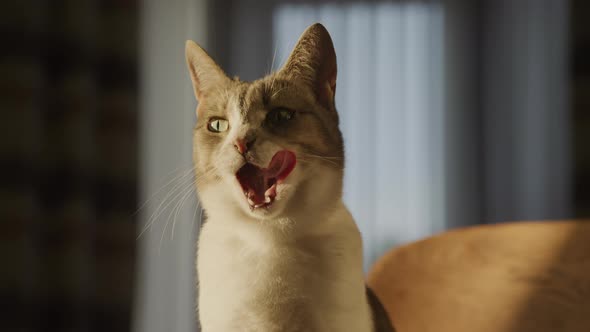 Portrait of a Cute White Domestic Cat Licking Up Her Face with a Tongue