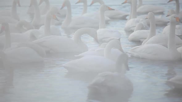 Swans in the Myst Hokkaido Japan