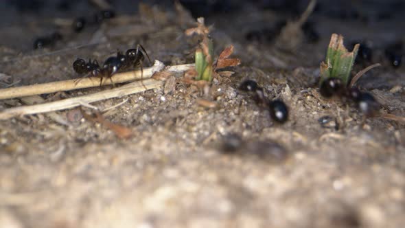 Animal Insects Ants On Soil 7