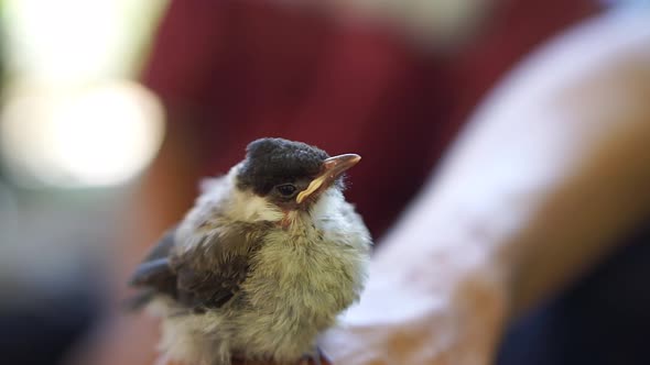 The finches on the arm and tame