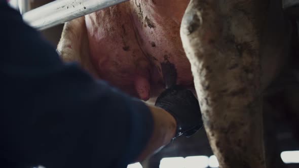 Farmer Getting Cow Milk Using Hands in Farm Close Up