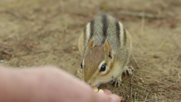 Extreme close up over shoulder of chimpunk eating nuts out of person's hand