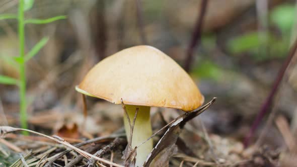 Oiler Mushroom in a Coniferous Forest with Dry Needles and Cones in the Forest Closeup