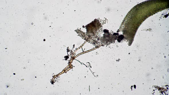 Rotifer Hid in the Algae and There Feeds Microcosm Background