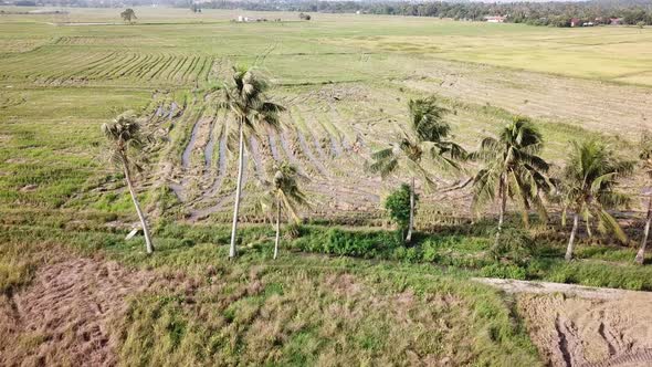 Fly towards crows at coconut trees