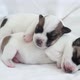 Newborn Puppy Sleeping on White Plaid - VideoHive Item for Sale