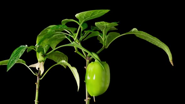 Time Lapse of Growth Sweet Bell Peppers Plants
