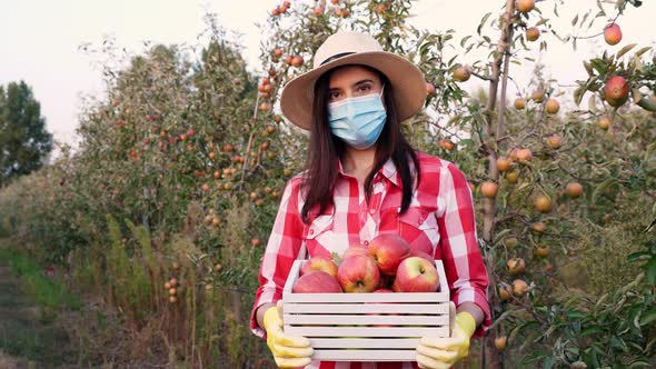 Farmer with Apple Harvest. Woman, in Protective Mask, Holds in Hands a Box of Freshly Picked Apples