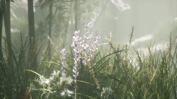 Grass Flower Field with Soft Sunlight for Background. alt
