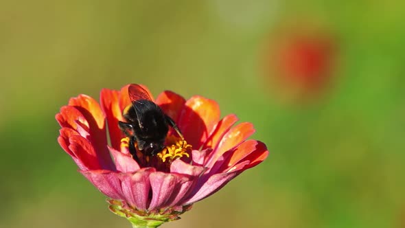 Bumblebee crawling on the beautiful summer zinnia flower