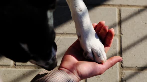 Cute puppy dog give high-five to girl. Friendship of girl and dog. Close up, Slow motion