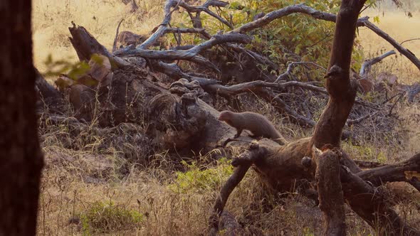 Indian Grey Mongoose or Common Grey Mongoose Herpestes Edwardsi