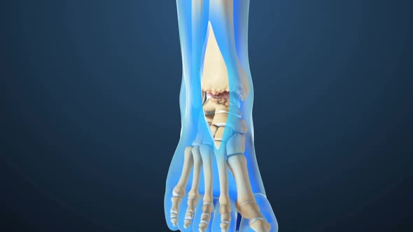 Ankle Joint Anatomy and articular cartilage