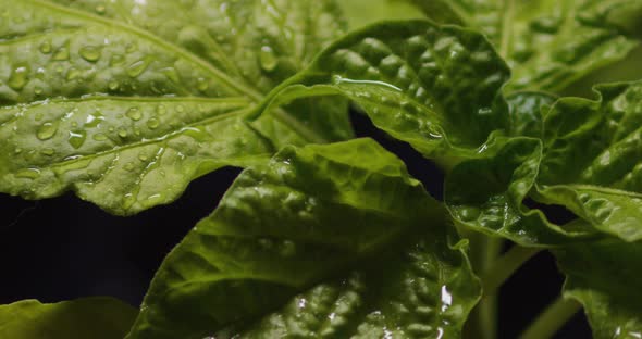 Large drops of water fall on the leaves of a young ghost pepper plant