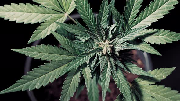 Indica Marijuana Plant Close-up on Pot Background. Rasterized Cannabis Leaves, Bush in Pot. Hemp