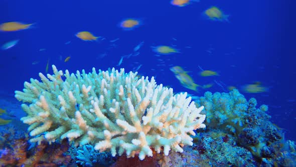 Coral Garden Orange Fish