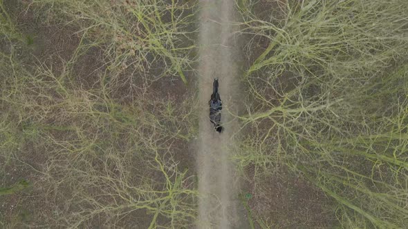 A Horse Rider on a Hack Through Woodland Path Bird's Eye View