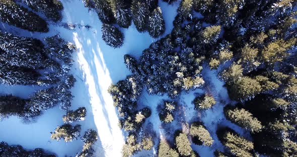 Snowy mountains and coniferous forest. The view from the top. Aerial shots fired from a drone