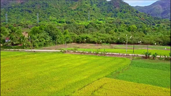 Aerial View Birds Fly Over Concrete Road Among Rice Fields