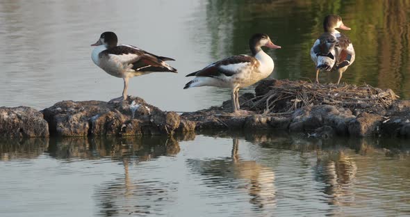 Group of Common shelducks, Tadorna tadorna.  Camargue, France