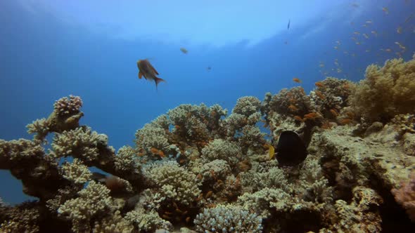 Tropical Coral Reef