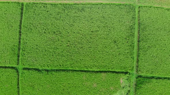 Rice Fileds Aerial View To Ubud, Bali Indonesia