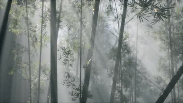 Asian Bamboo Forest with Morning Fog Weather