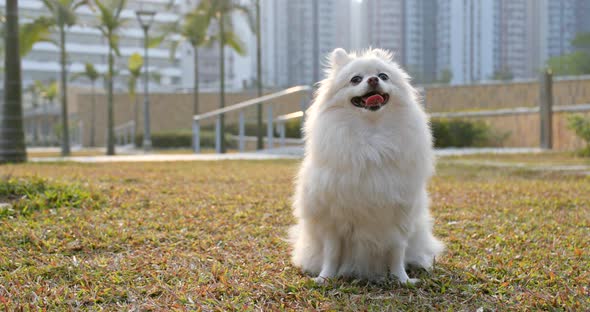 Cute pomeranian dog