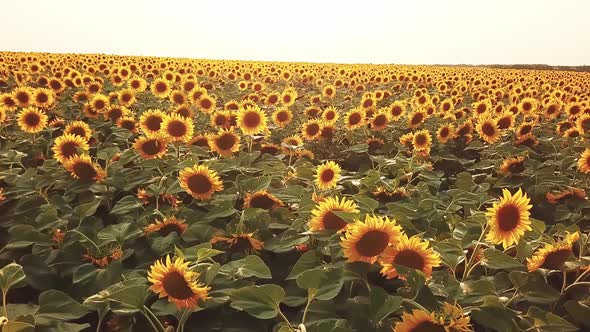 Field of Sunflowers at Sunset
