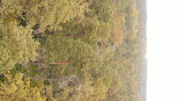 Vertical Video Aerial View of Trees in the Forest on an Autumn Day in Ukraine Slow Motion